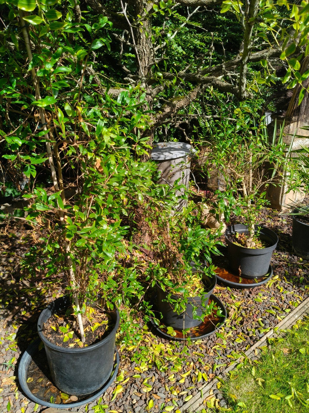Grenadiers (Punica granatum), Jardin & Terrasse, Enlèvement