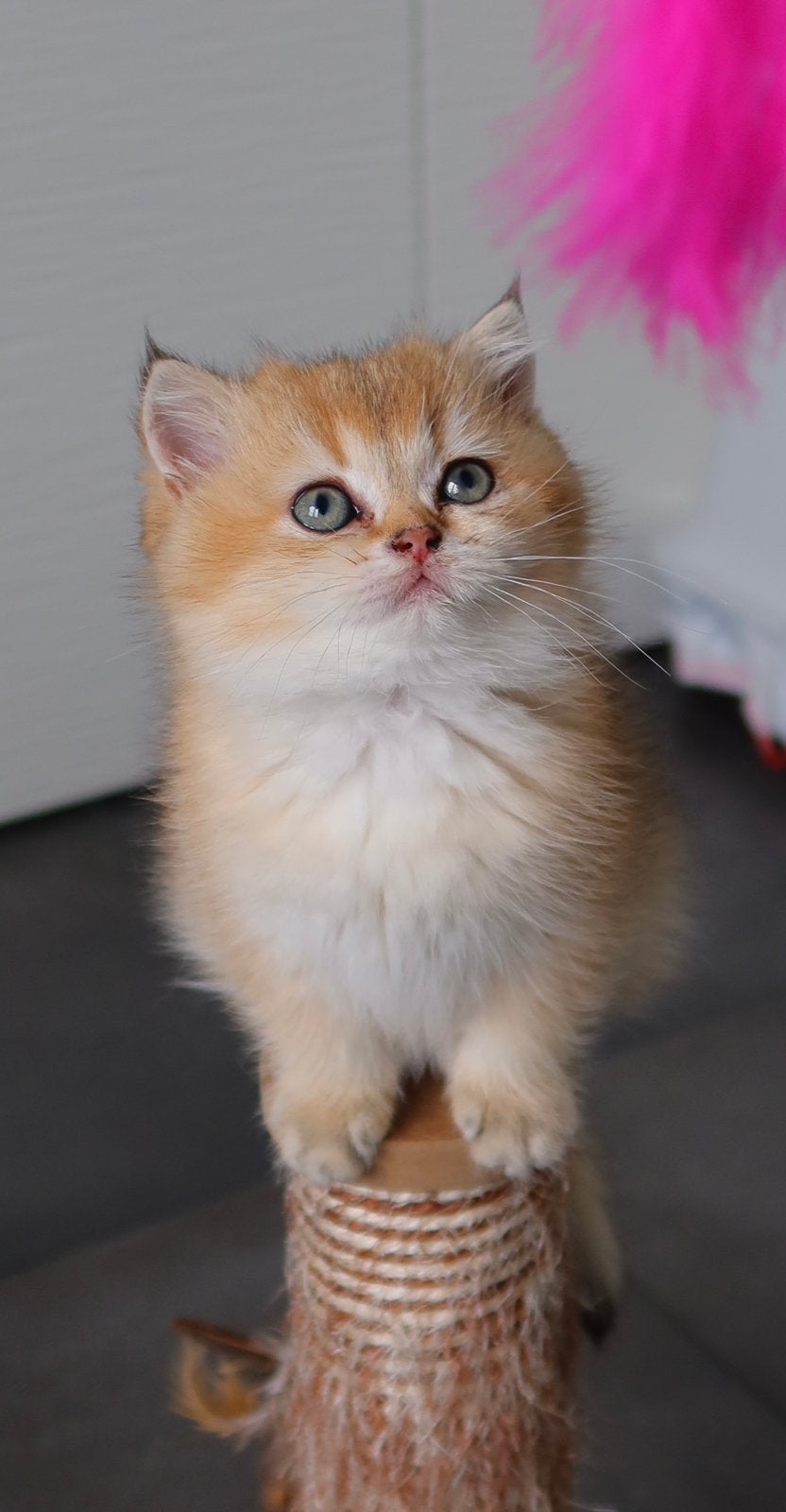 Britse korthaar golden shaded kittens, Plusieurs animaux, Avec puce électronique, 0 à 2 ans