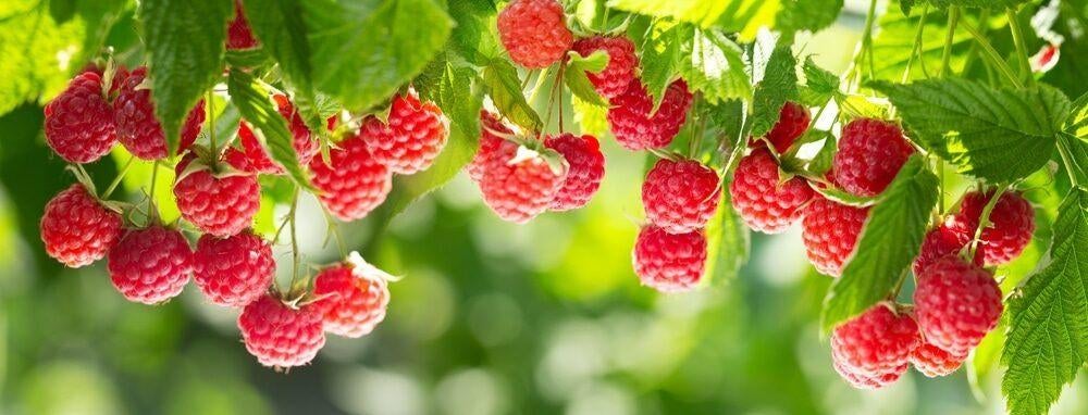 Frambozen plant, Ophalen, Volle zon, Vaste plant, Zomer