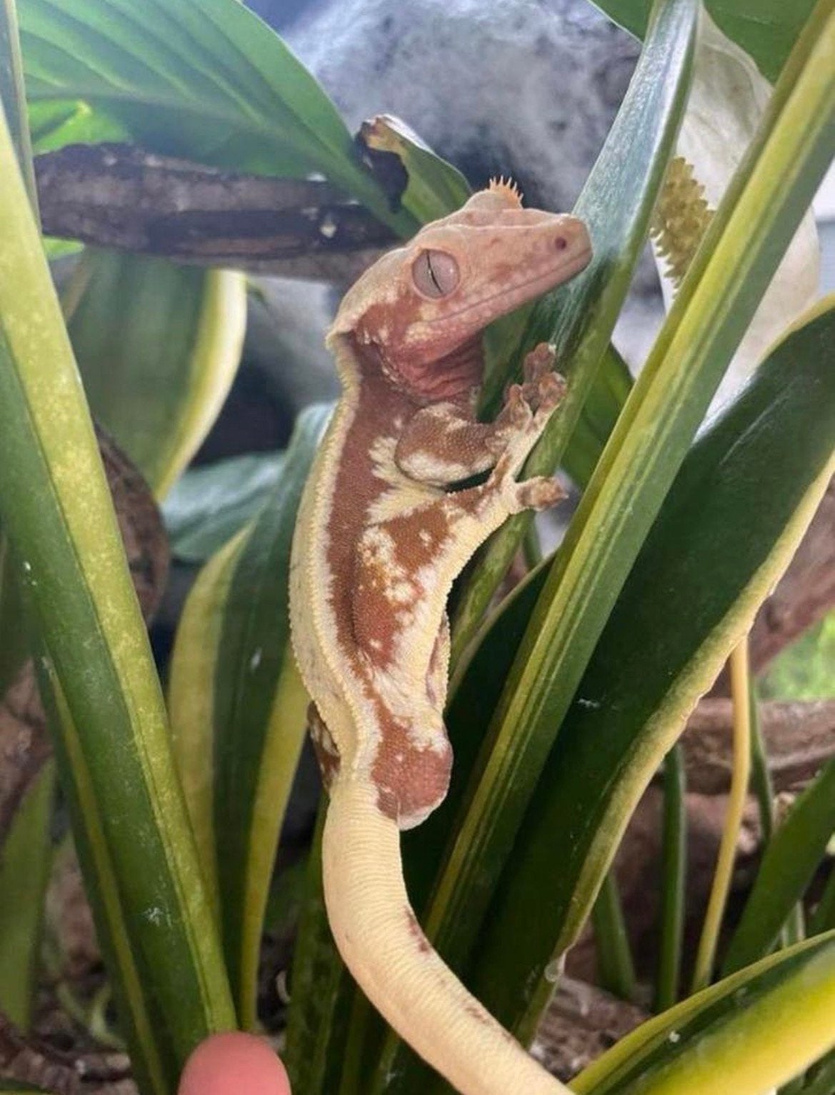Wimpergekko