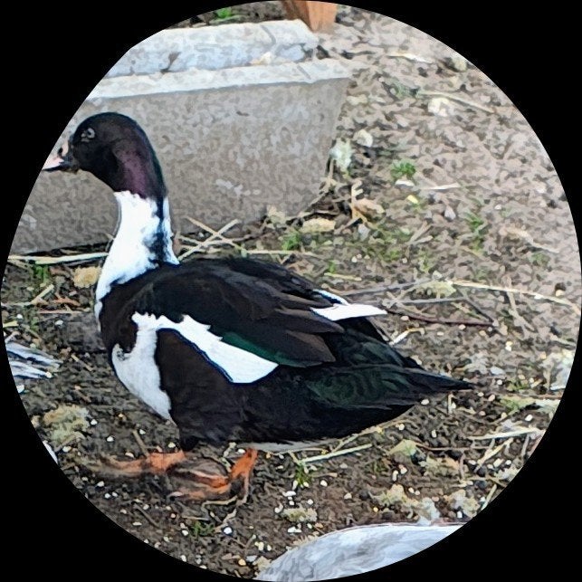 Grote eend, Dieren en Toebehoren, Pluimvee, Eend