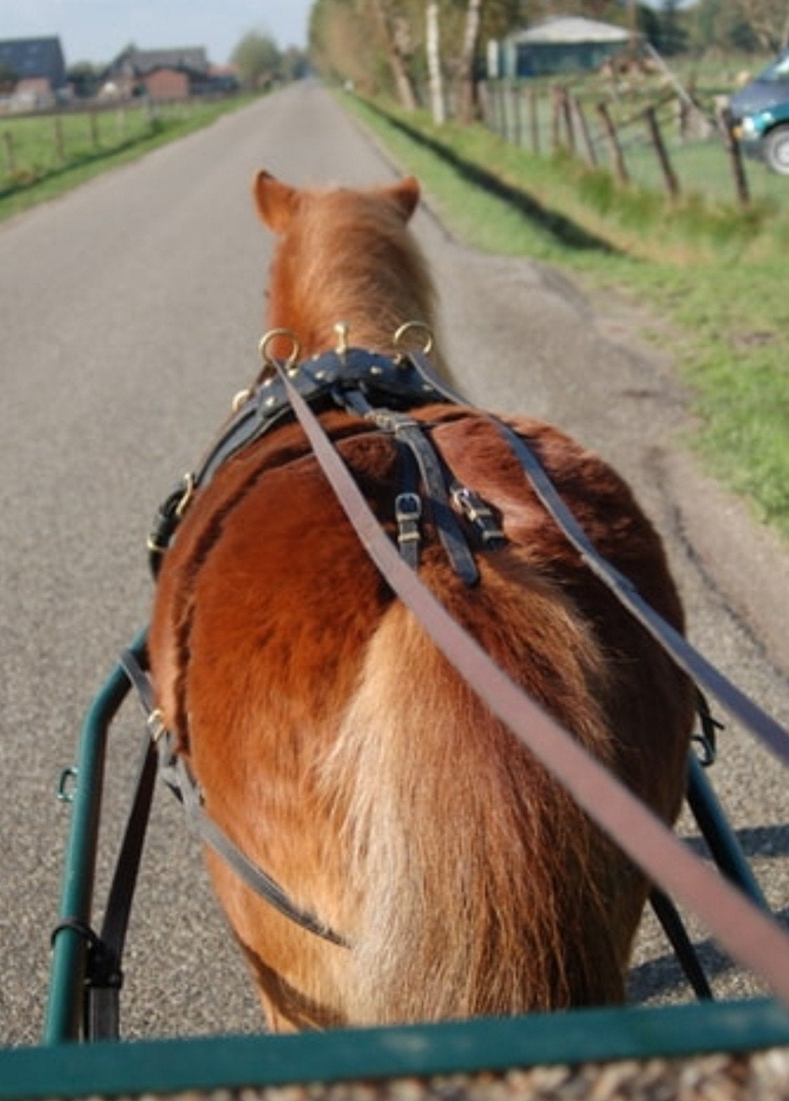 Lieve kinderpony. Shetlander, Dieren en Toebehoren, Pony's, Merrie, B, A pony (tot 1.17m), Recreatiepony, 11 jaar of ouder, Met stamboom