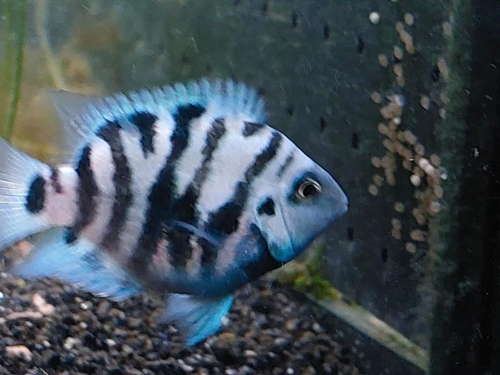 Jonge Amatitlinia Nigrofasciata cichlids - parrot of gewone, Dieren en Toebehoren, Vissen | Aquariumvissen, Zoetwatervis, Vis