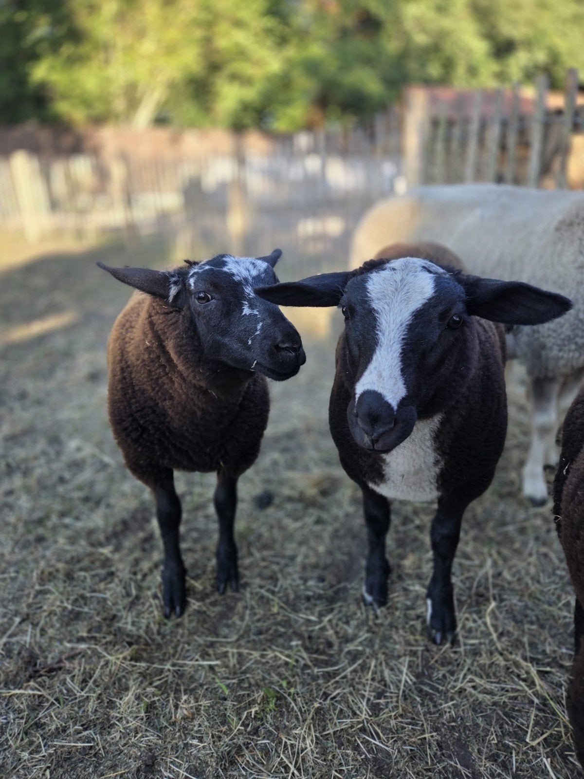 2ram lammers 1ooilam te koop, Dieren en Toebehoren