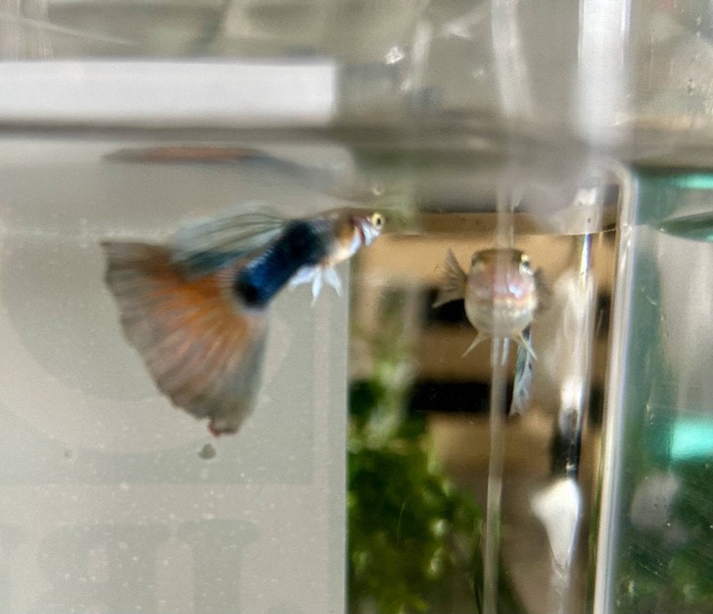 Half Back Red Guppy's, Vis, Zoetwatervis, Schoolvis