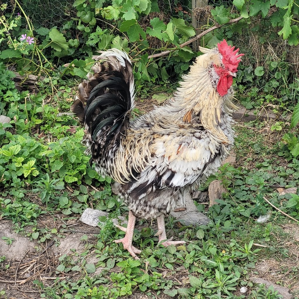 Gratis haan, Dieren en Toebehoren, Pluimvee, Mannelijk, Kip