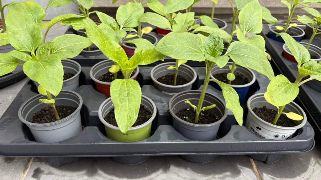 Zonnebloem planten, Tuin en Terras, Ophalen