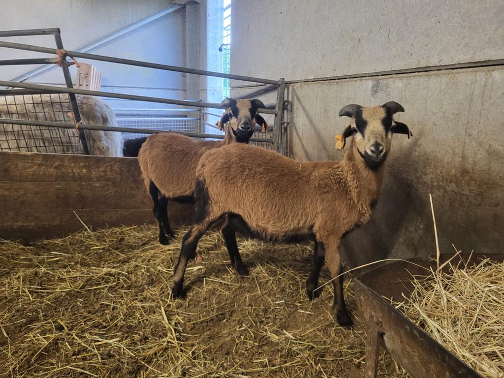 Kameroen schapen bokjes, Dieren en Toebehoren, Mannelijk, Schaap, 0 tot 2 jaar