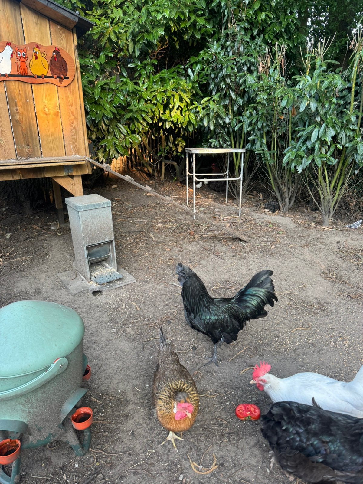 Ayam Cemani haan