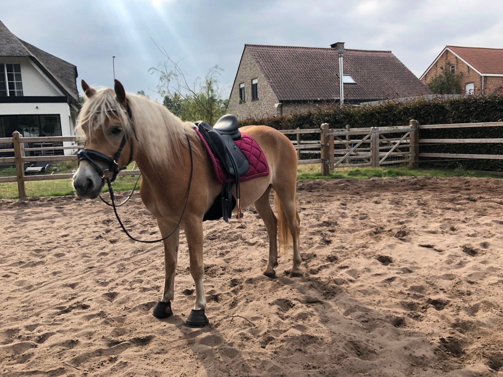 Volle stal / lease gezocht voor haflinger  (aarschot), Animaux & Accessoires, Chevaux, Hongre, Débourré