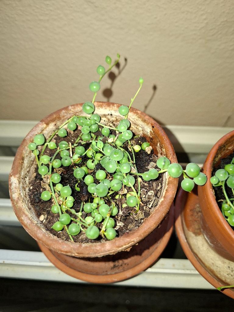 Curio rowleyanus,  collier de perle, Jardin & Terrasse, Plantes | Jardin, Enlèvement, Plante fixe, Plein soleil