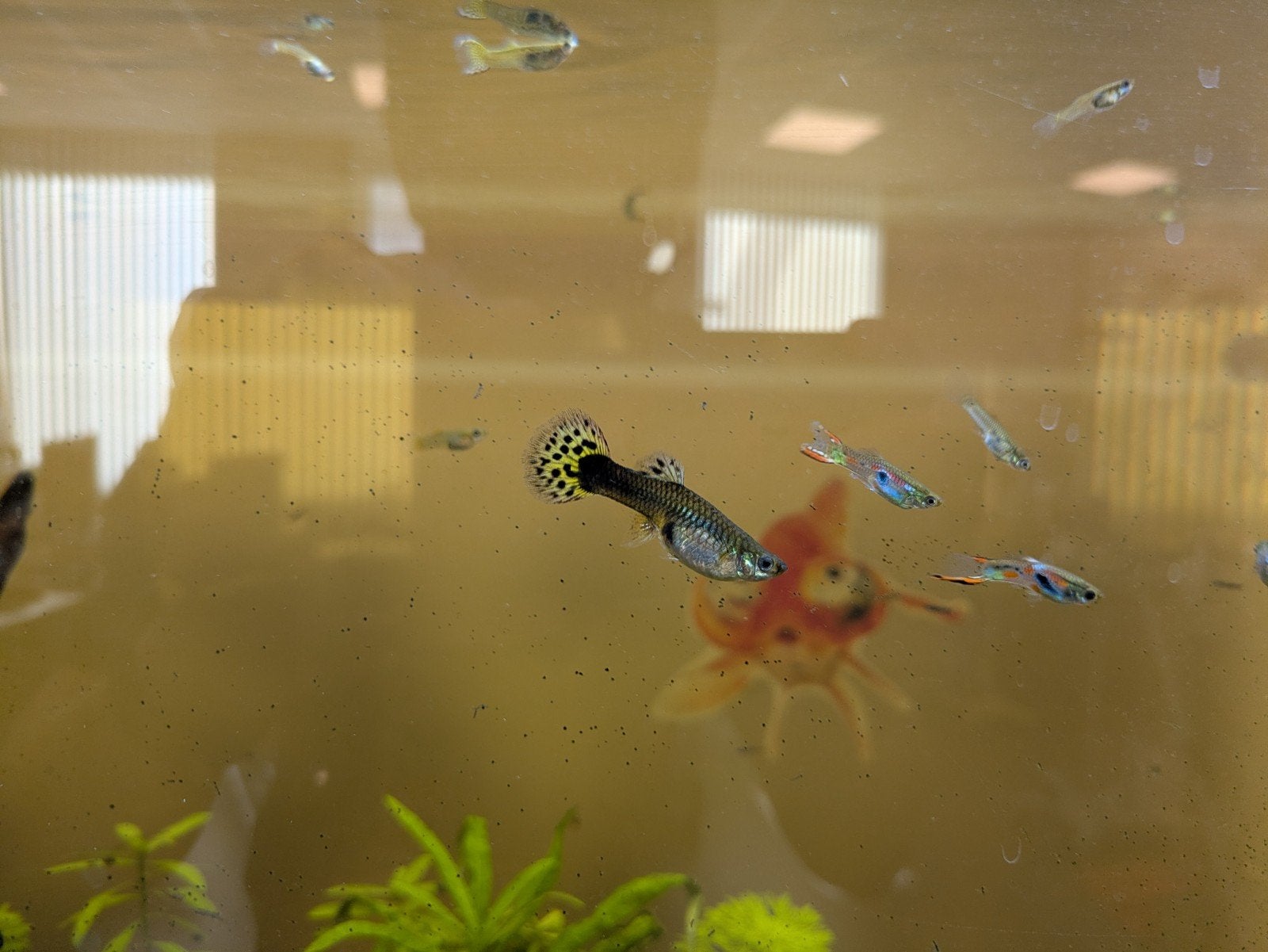 Guppies, Dieren en Toebehoren