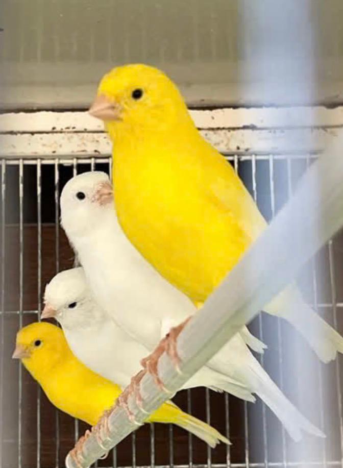 Kanaries, Dieren en Toebehoren, Geslacht onbekend, Zangkanarie
