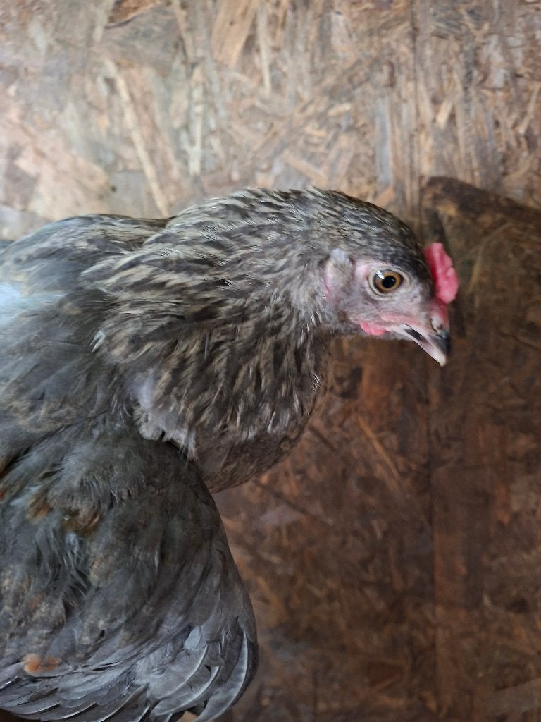Hanen, Dieren en Toebehoren, Overige Dieren, Juni