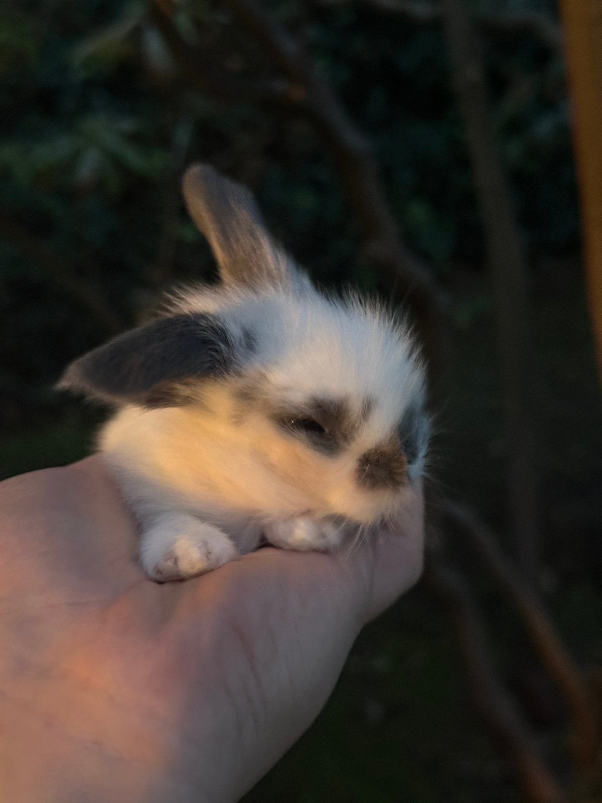 Lionlop kleintjes, Klein, Hangoor