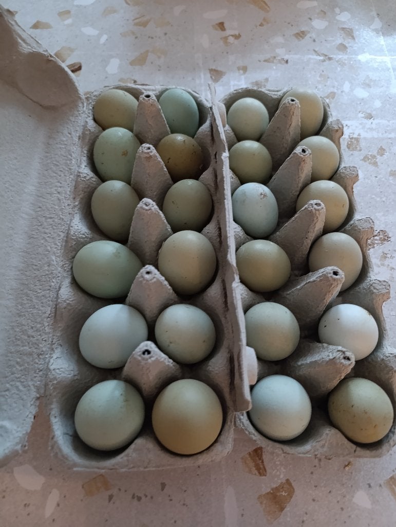 cream legbar pondeurs bleu/vert 0499/082381, Animaux & Accessoires, Volatiles, Femelle, Poule ou poulet