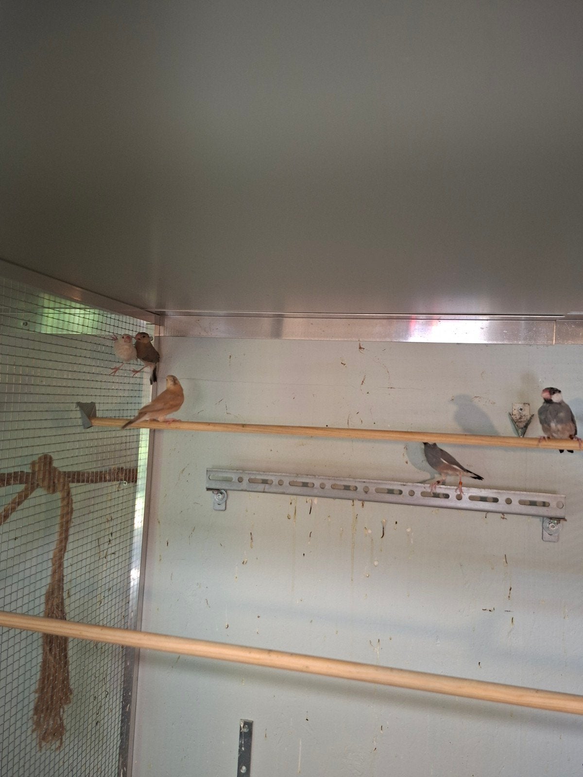 rijstvogels te koop