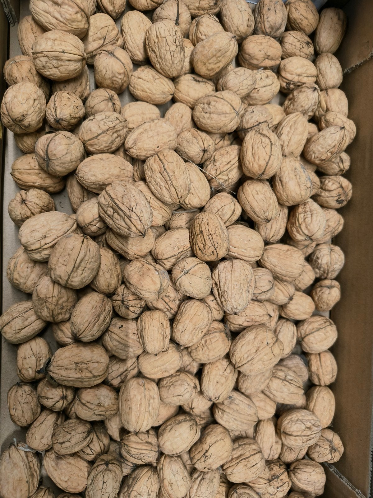 BIO Verse okkernoten, Ophalen