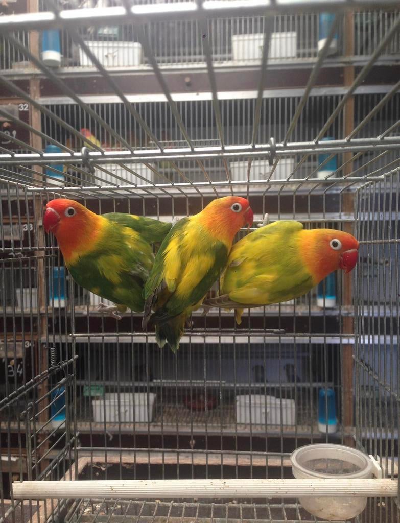Jonge dwergpapegaai / agaporniden om perfect tam te krijgen, Dieren en Toebehoren, Vogels | Parkieten en Papegaaien, Dwergpapegaai of Agapornis