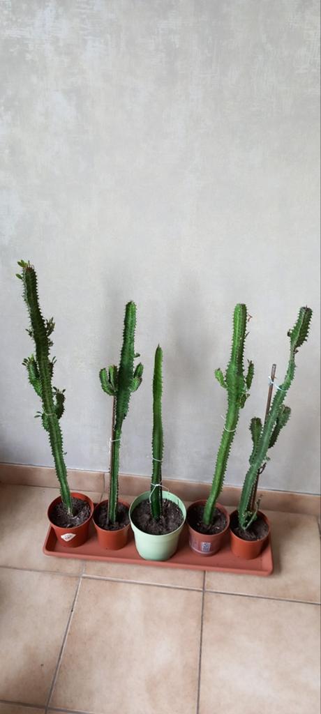 Plantes entre 70 cm et 80 cm - achetez-en 4 + 1 gratuitement, Plante verte, Enlèvement ou Envoi, Ombre partielle, Moins de 100 cm