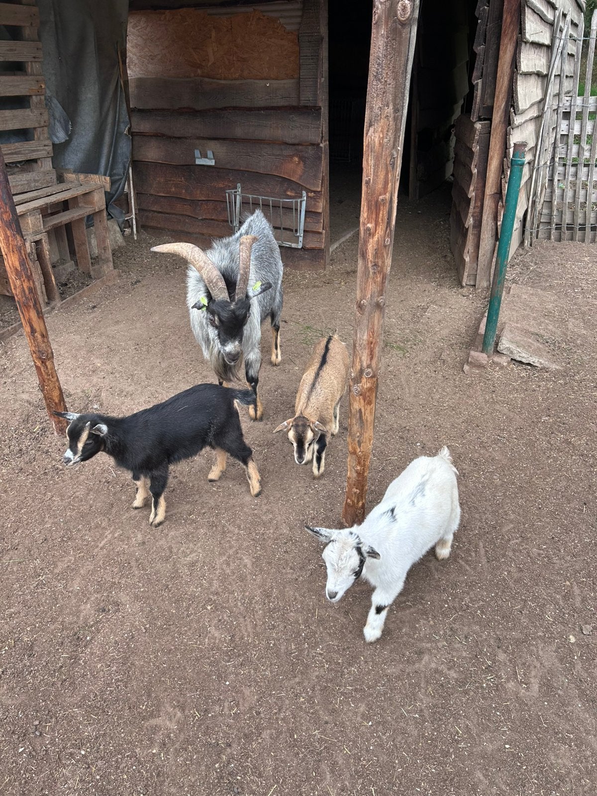 Op zoek naar een nieuw huisje voor onze lieve dwerggeitjes, Dieren en Toebehoren