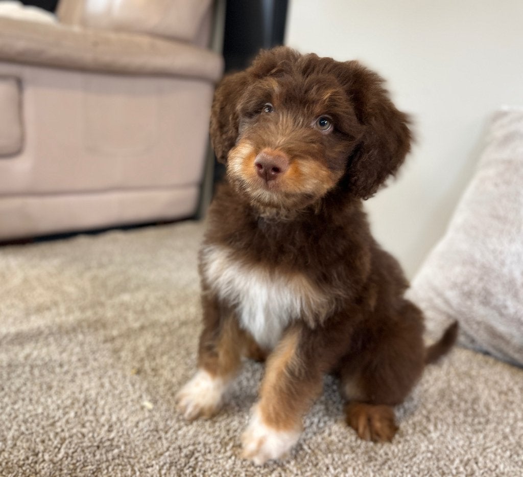 Knappe medium Doodle pups (border collie x poedel), Poedel, Parvo, België, 8 tot 15 weken