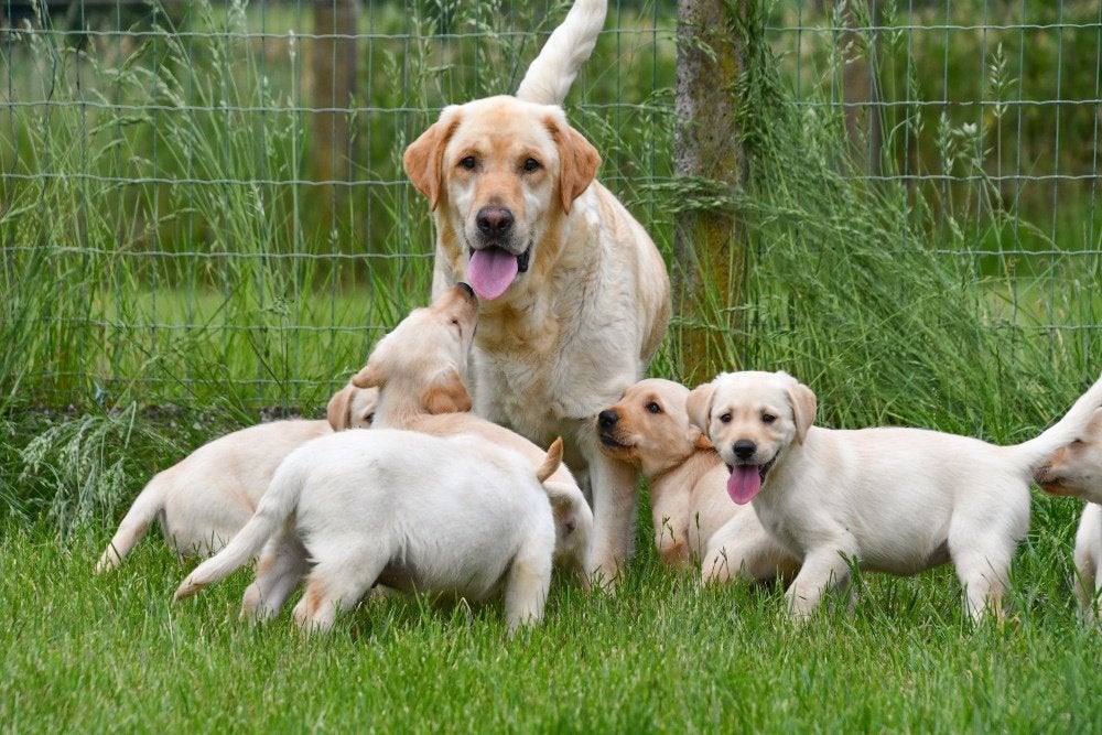Blonde Labrador pups te koop