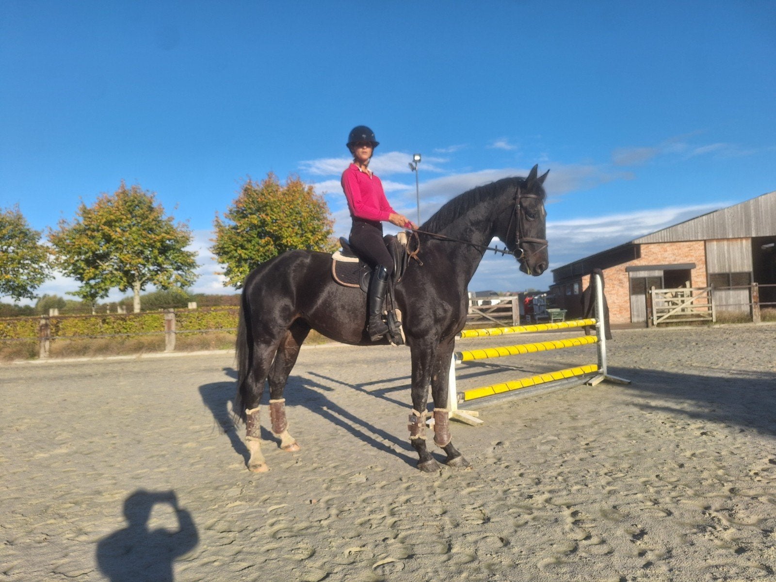 5 jarige ruin Sandro Hit x Ferro, Ruin, Met stamboom, B, 170 tot 175 cm