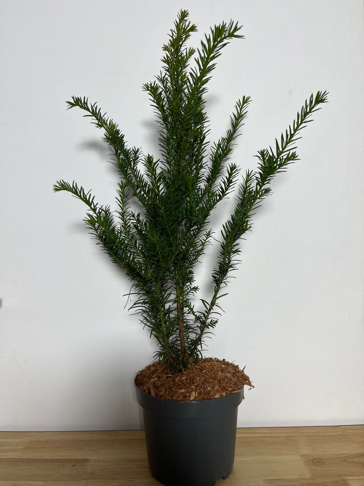 Taxus baccata, Enlèvement