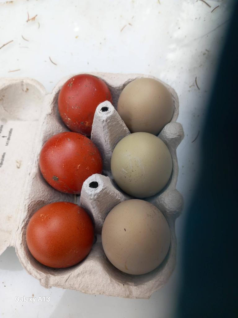 marans kippen en broedeieren