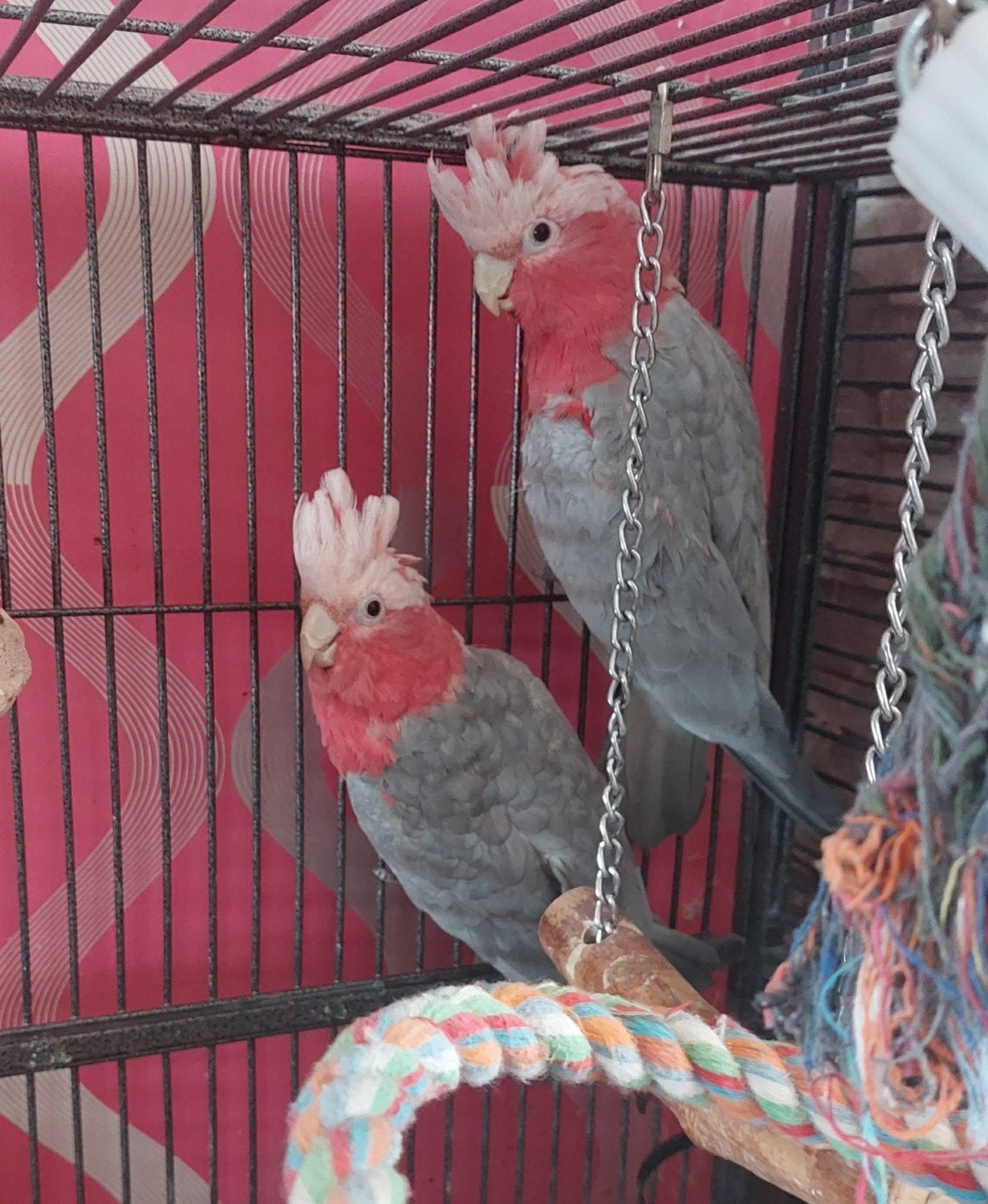 Rosalbin kaketoe papegaaienpaar, Dieren en Toebehoren, Vrouwelijk, Papegaai, Geringd