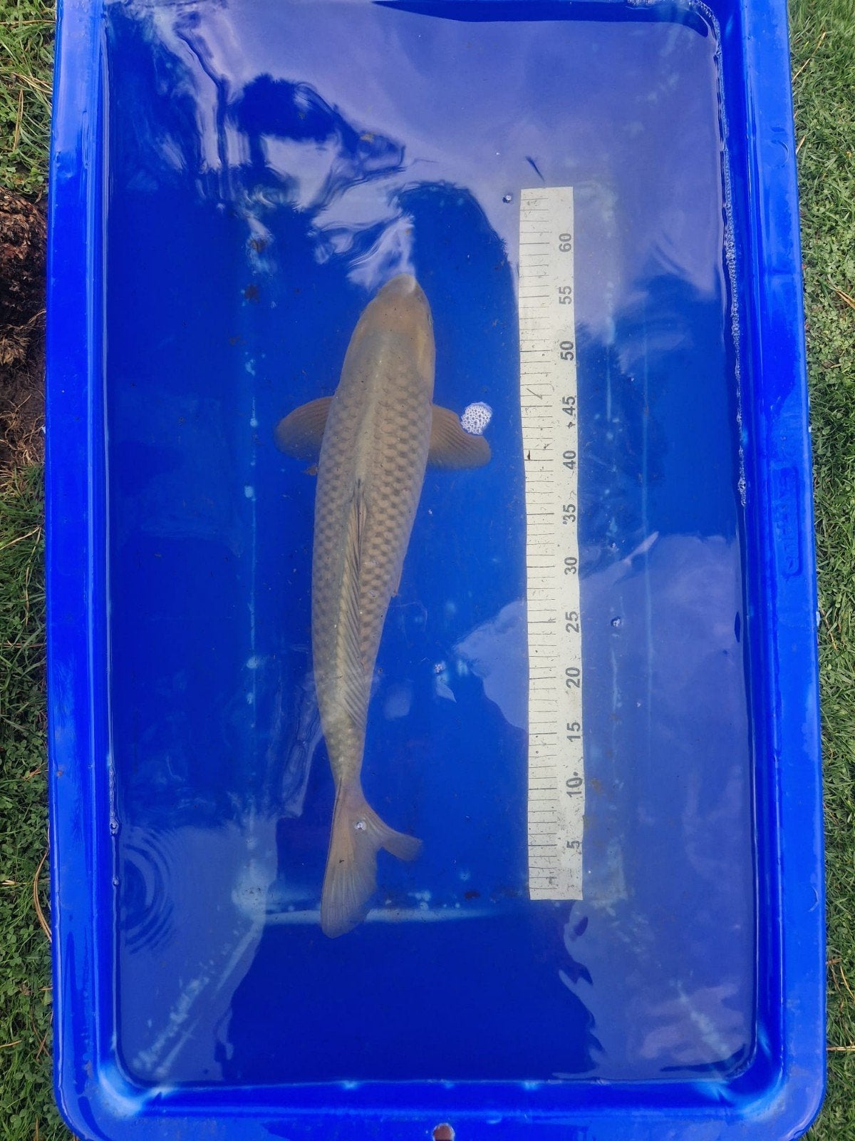Chagoi 60-65cm