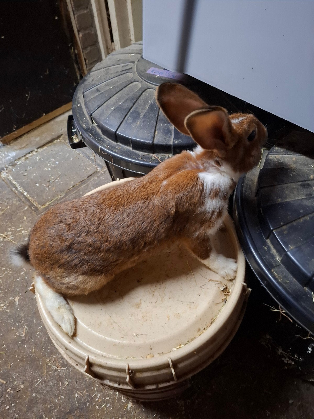 mooie vleeskonijn ram, Dieren en Toebehoren, Konijnen, Mannelijk, Middelgroot, 0 tot 2 jaar