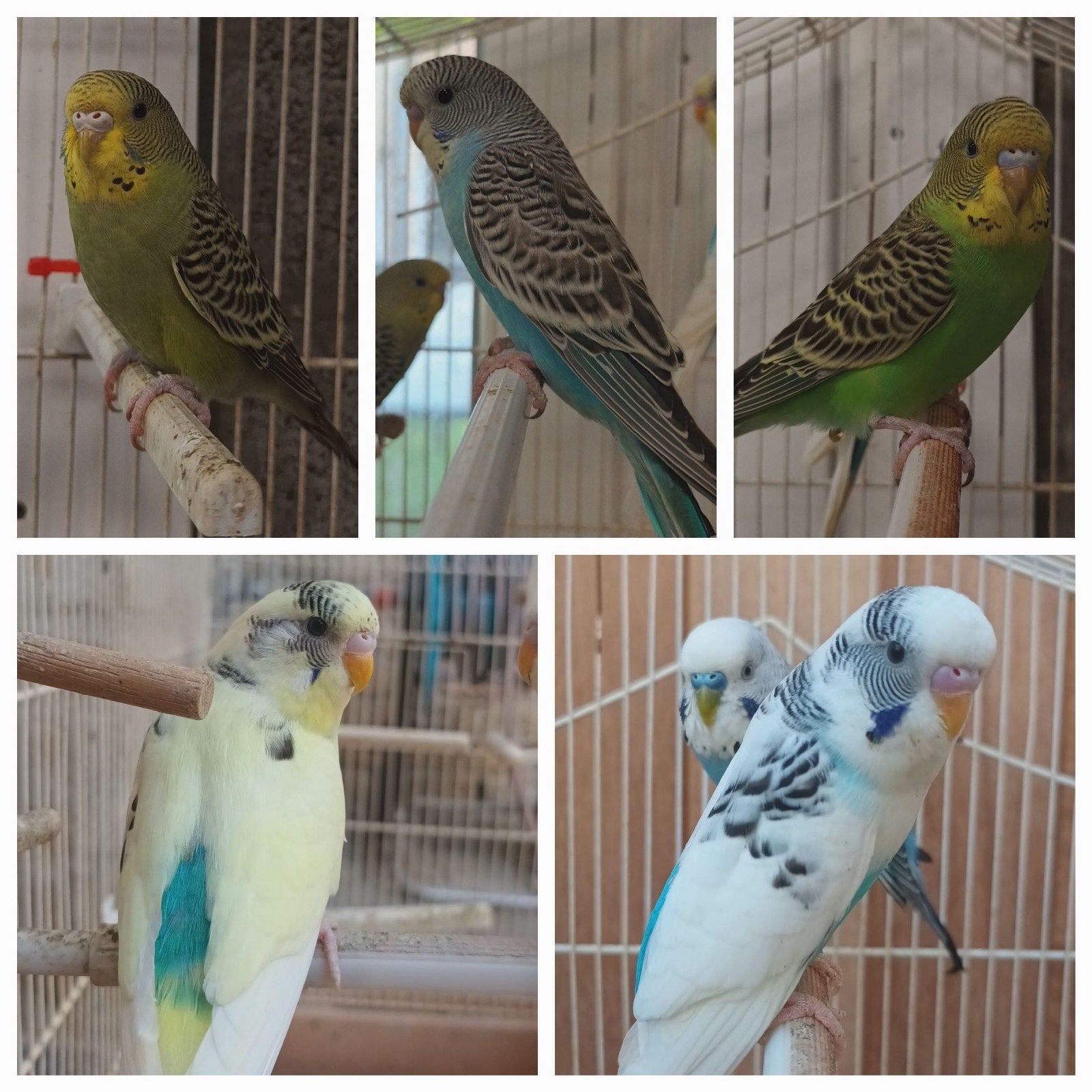 Jonge grasparkieten te koop., Plusieurs animaux, Perruche
