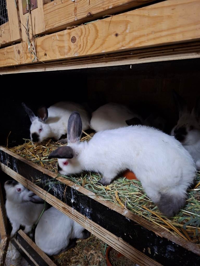 Californian vleeskonijnen, Dieren en Toebehoren, Konijnen, Vrouwelijk, Groot, 0 tot 2 jaar