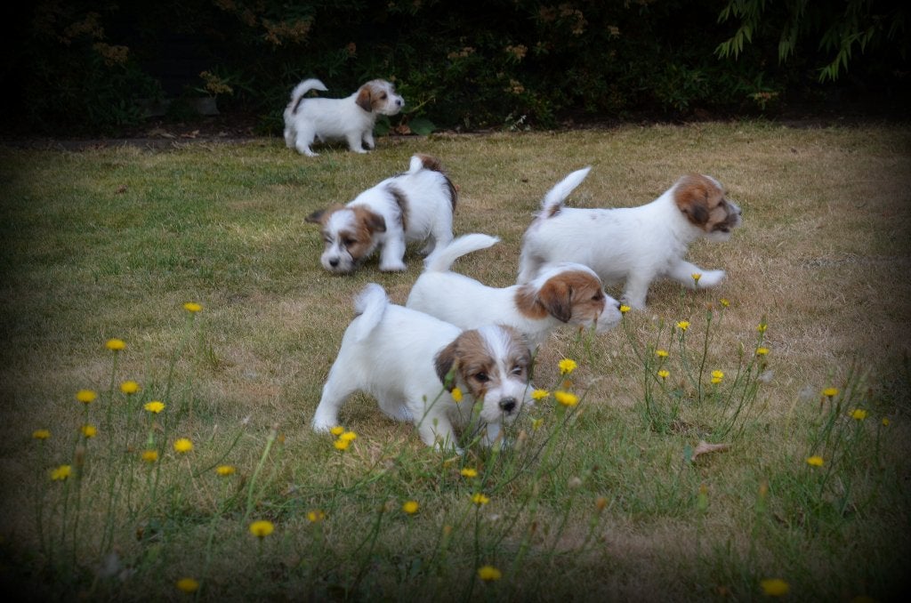 Jack Russell pups ruwhaar, Dieren en Toebehoren, België, Jack Russell Terriër, Reu, CDV (hondenziekte)