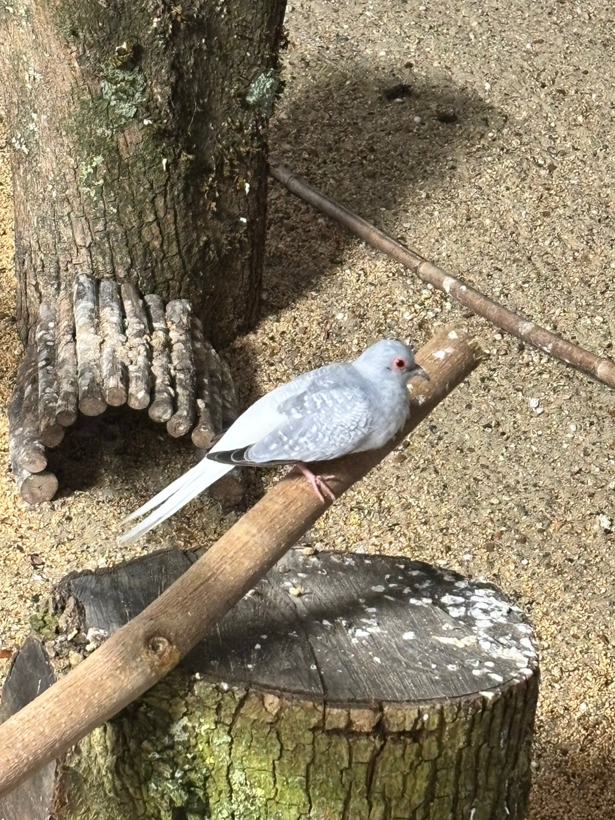 Diamantduiven, Meerdere dieren, Tropenvogel