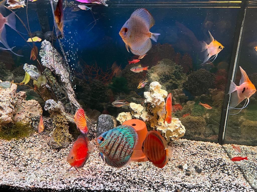Groep van 9 discussen tussen 10 en 15 cm, Dieren en Toebehoren, Vis, Zoetwatervis