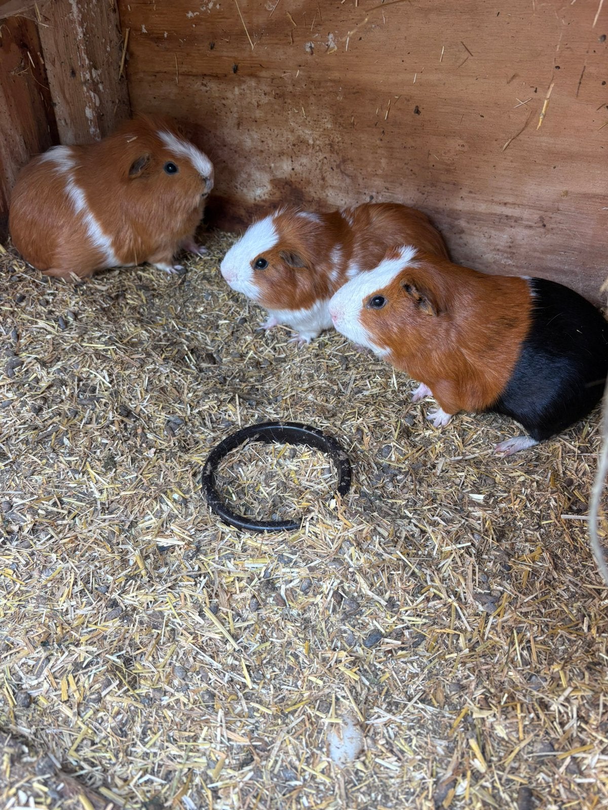 Cavia beertjes, Cavia, Mannelijk, Mei, Tam