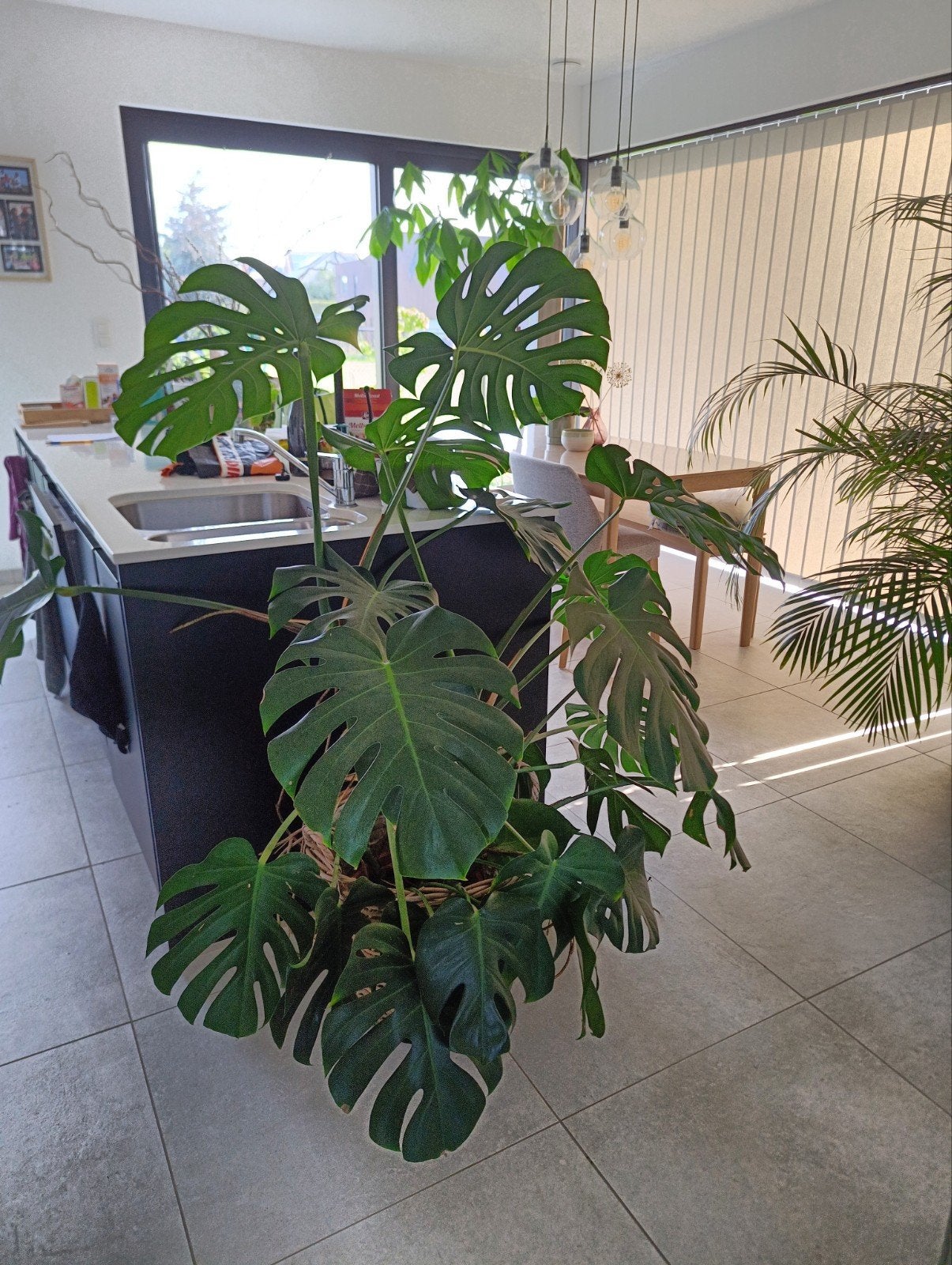 Monstera, Plante verte, Enlèvement, 150 à 200 cm