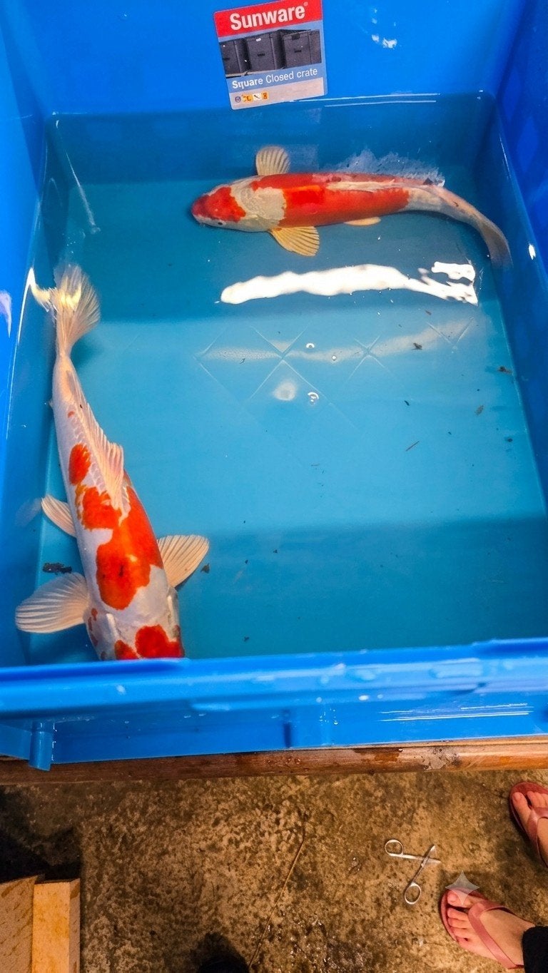Schitterende Koi-Karpers | 30 cm – 60 cm | Direct Beschi, Animaux & Accessoires, Poissons | Poissons d'étang