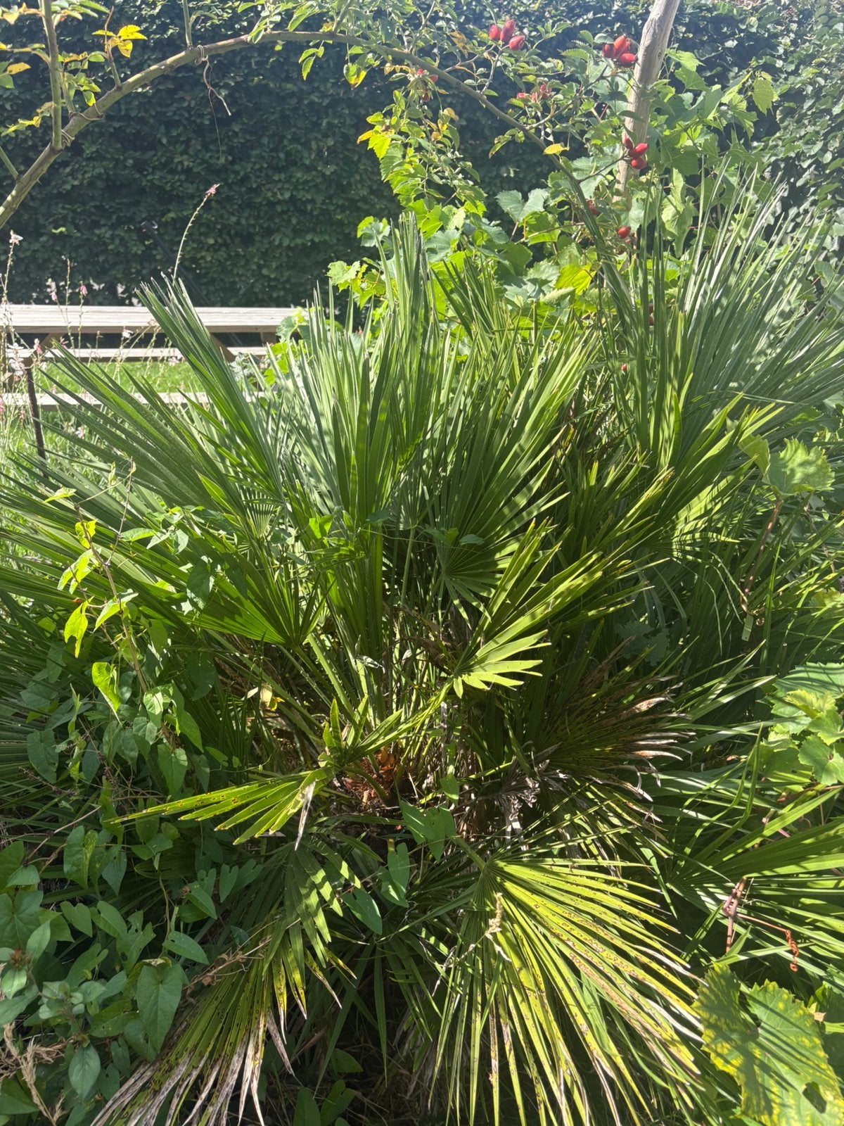Dwergpalm, Tuin en Terras, Ophalen