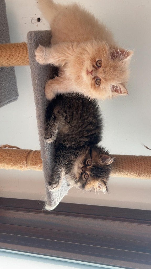 chaton, Animaux & Accessoires, Poisson, Poisson d'eau douce