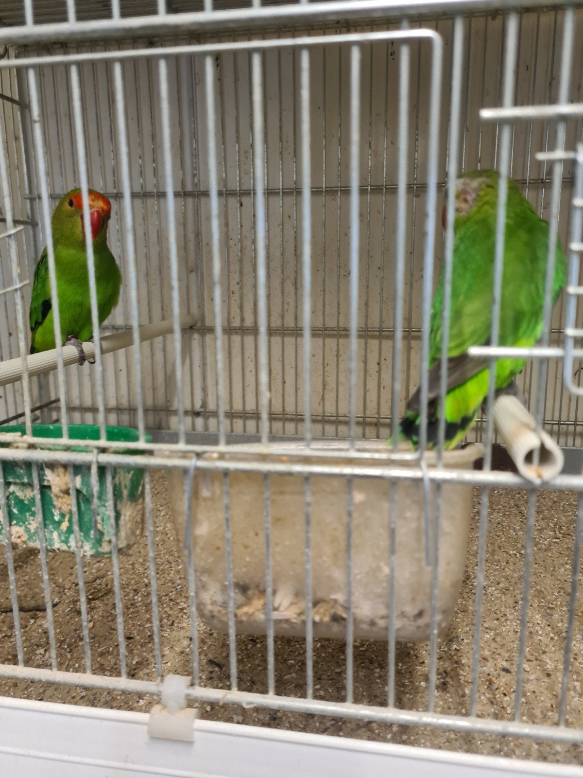 agapornis taranta 3 couple
