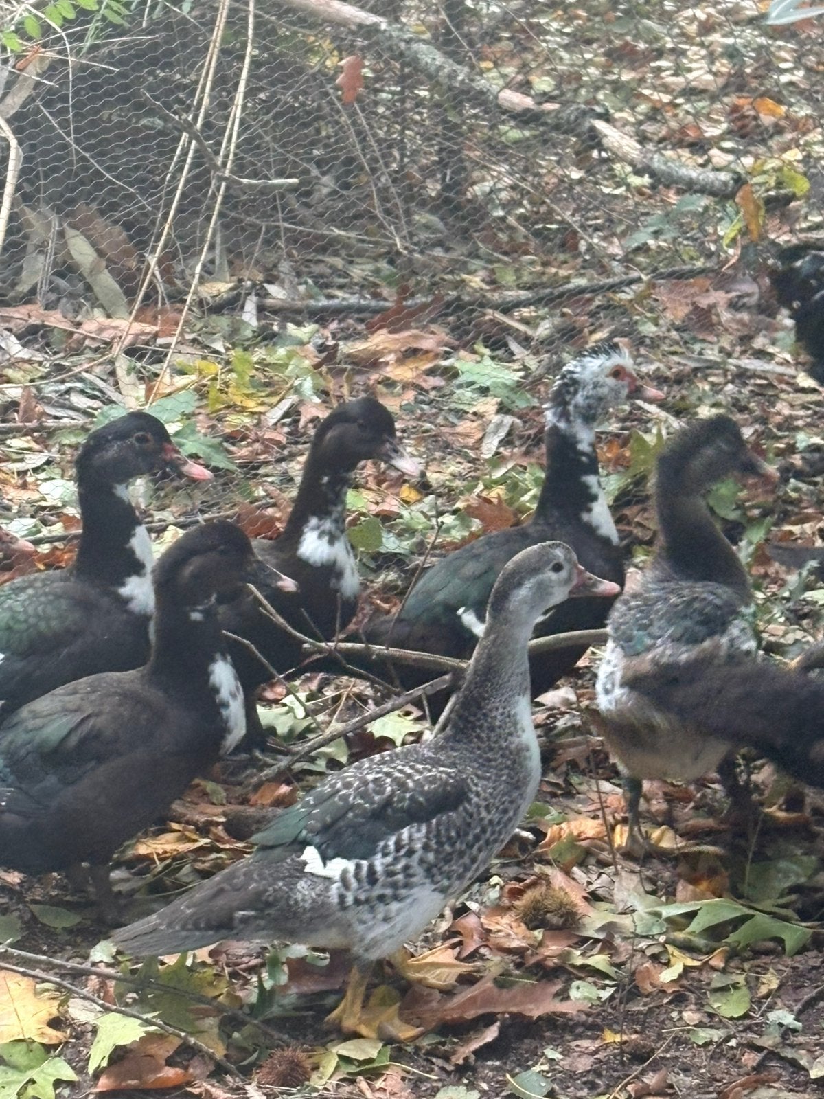 Jonge Barberie eenden, Animaux & Accessoires, Canard