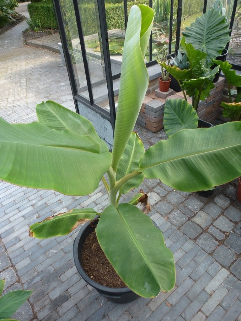 Musa Icecream (Blue Java), Autres espèces, Ne fleurit pas, Enlèvement, Plante fixe