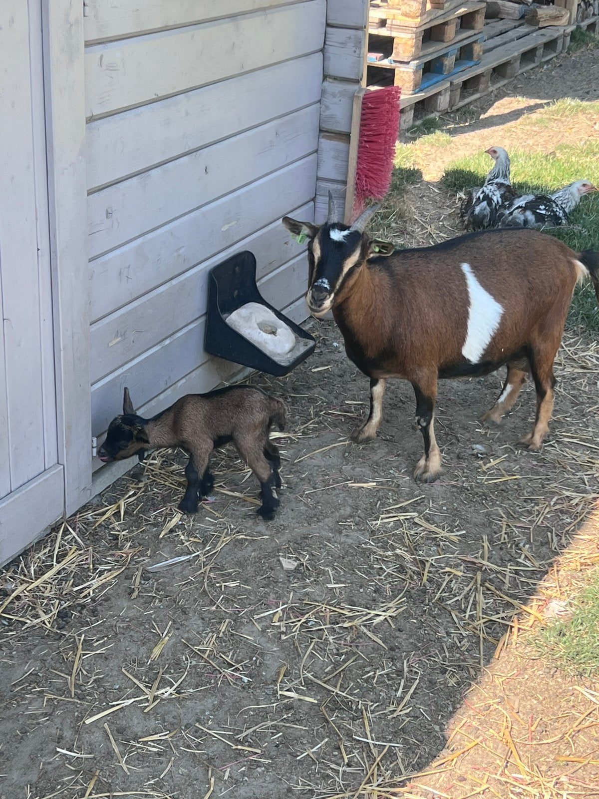 Dwerggeit, Animaux & Accessoires, Moutons, Chèvres & Cochons, Chèvre