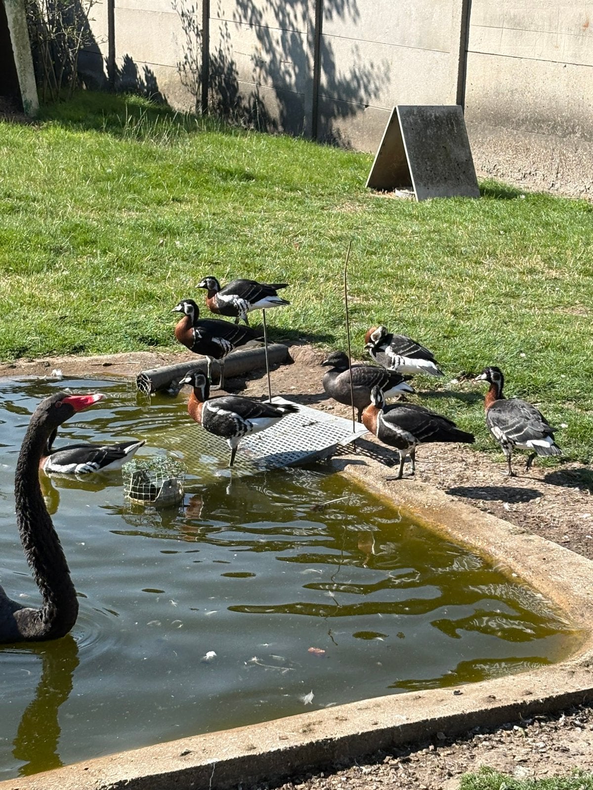 Roodhalsganzen, Dieren en Toebehoren, Geslacht onbekend, Gans of Zwaan