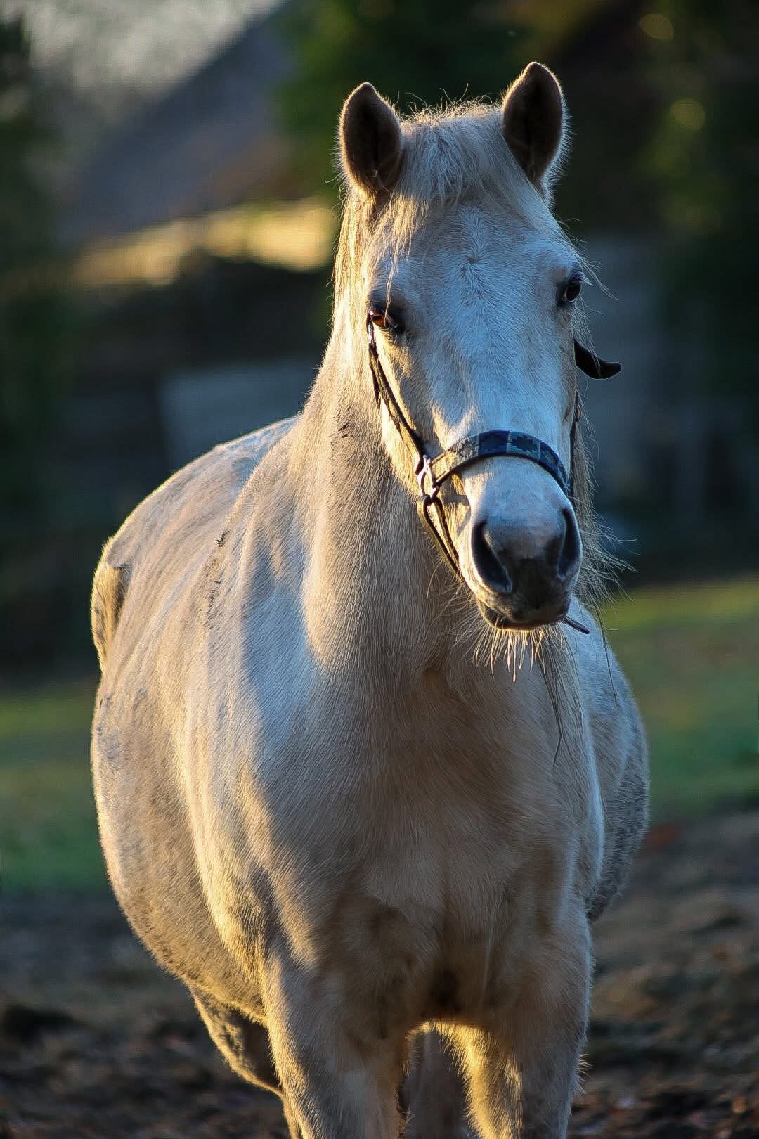Leuke D-pony te koop – Quarter x Appaloosa kruising, M
