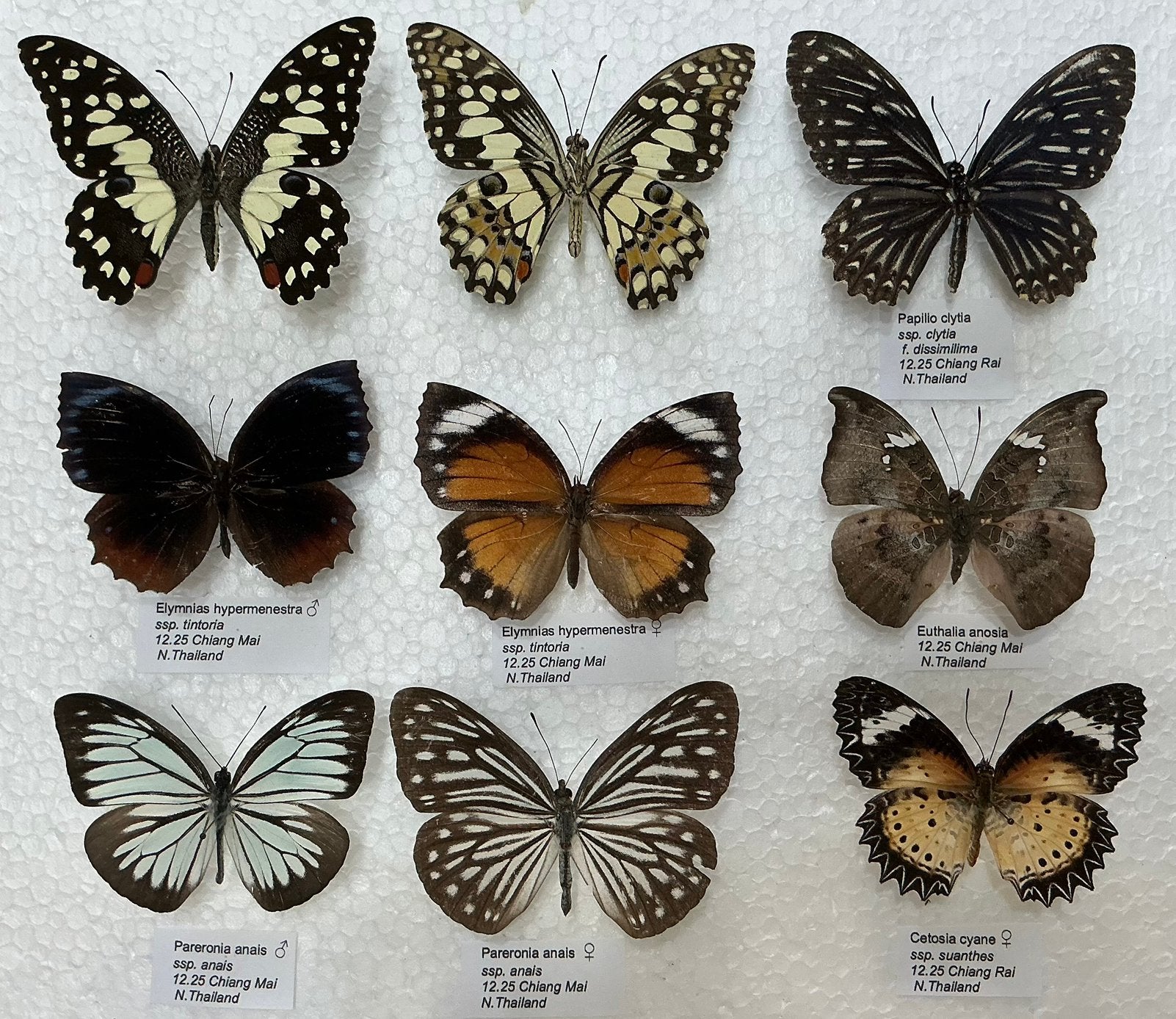 Vlinders uit Thailand, 5€/ specimen, Ophalen